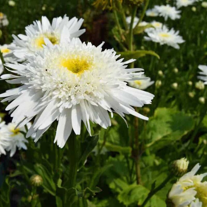 Chrysanthemum maximum 'Wirral Supreme' ---